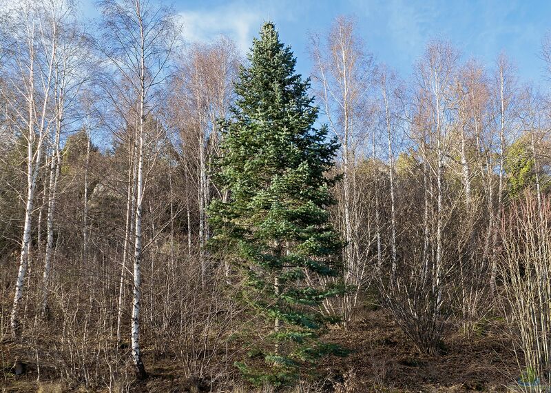 Abies nordmanniana im Garten pflanzen (Einrichtungsbeispiele mit Nordmann-Tanne)