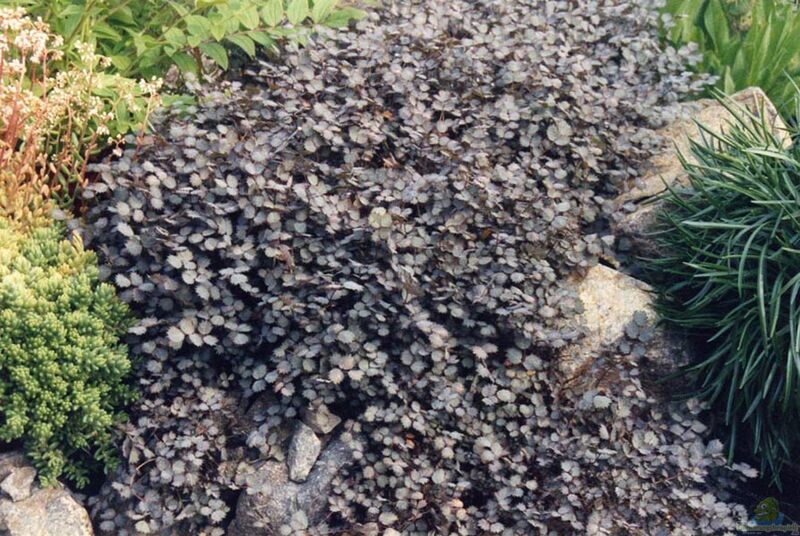 Acaena inermis im Garten pflanzen (Einrichtungsbeispiele mit Rotes Stachelnüsschen)