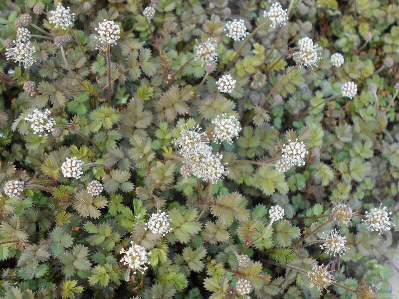 Acaena microphylla im Garten pflanzen (Einrichtungsbeispiele mit Braunblättriges Stachelnüsschen)