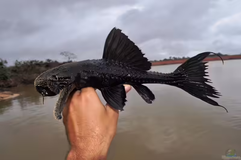 Acanthicus hystrix im Aquarium halten (Einrichtungsbeispiele für Schwarzer Elfenwels)