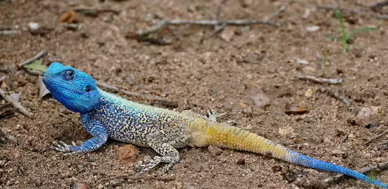 Acanthocercus atricollis im Terrarium halten (Einrichtungsbeispiele für Blaukehlagamen)