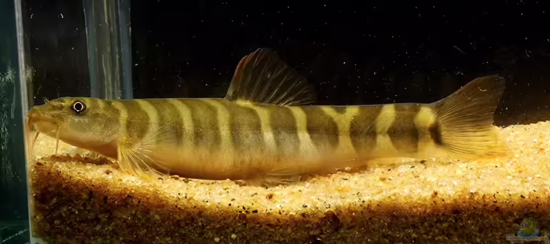 Acanthocobitis urophthalmus im Aquarium halten (Einrichtungsbeispiele für Augenfleckschmerle)