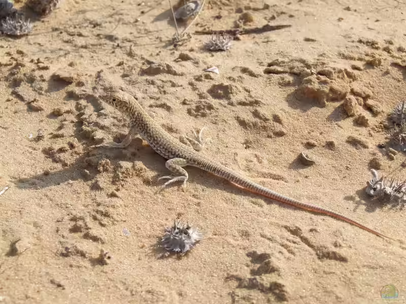 Acanthodactylus scutellatus im Terrarium halten (Einrichtungsbeispiele für Ägyptische Dornschwanzagame)