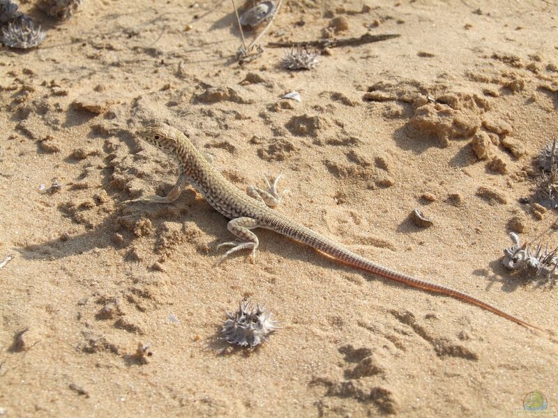 Acanthodactylus scutellatus im Terrarium halten (Einrichtungsbeispiele für Ägyptische Dornschwanzagame)