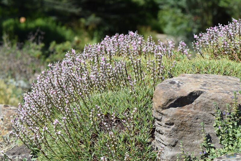 Acantholimon acerosum im Garten pflanzen (Einrichtungsbeispiele mit Igelpolster)