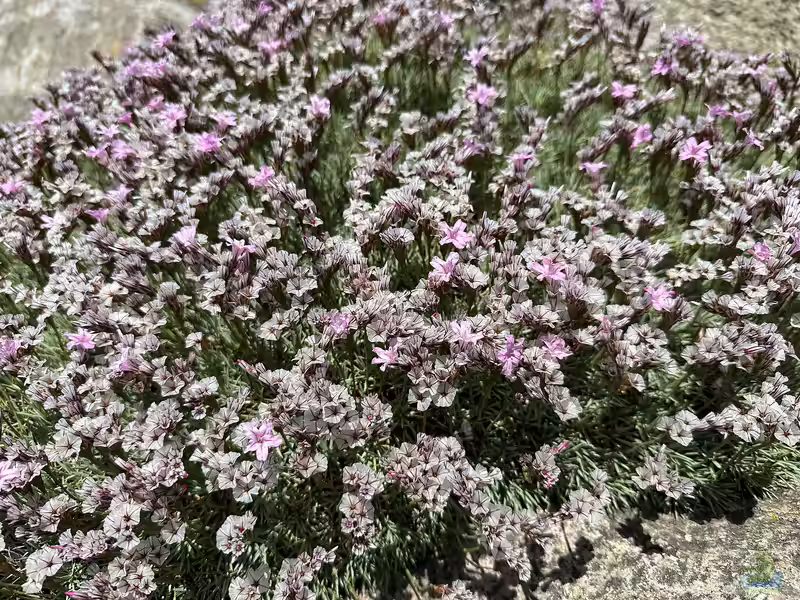 Acantholimon androsaceum im Garten pflanzen (Einrichtungsbeispiele mit Mannsschildartige Igelpolster)