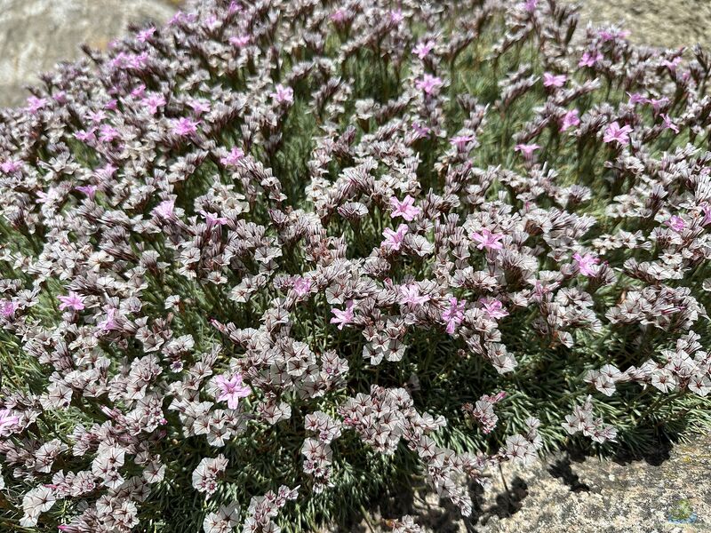 Acantholimon androsaceum im Garten pflanzen (Einrichtungsbeispiele mit Mannsschildartige Igelpolster)