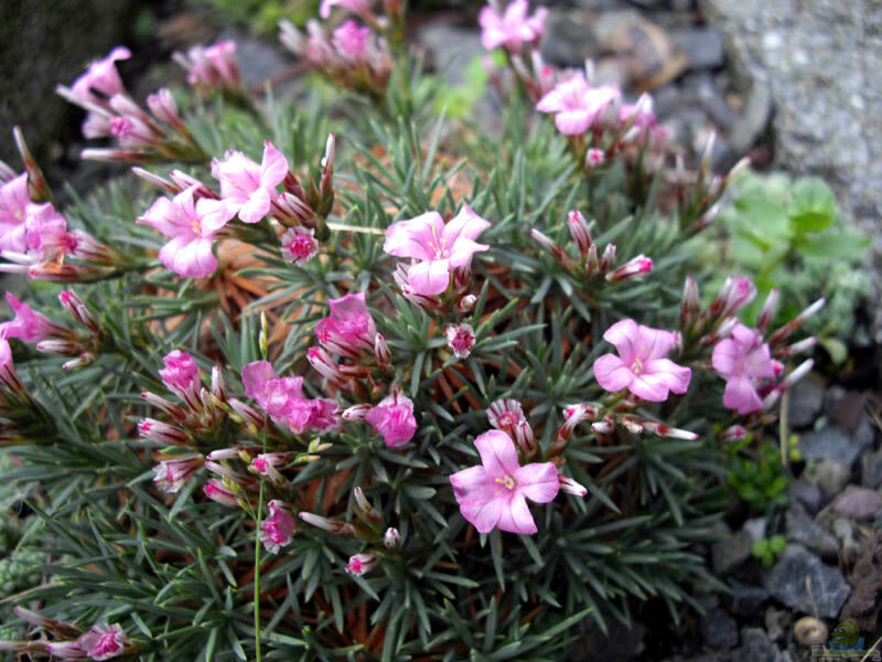 Acantholimon ulicinum im Garten pflanzen (Einrichtungsbeispiele mit Libanesisches Igelpolster)