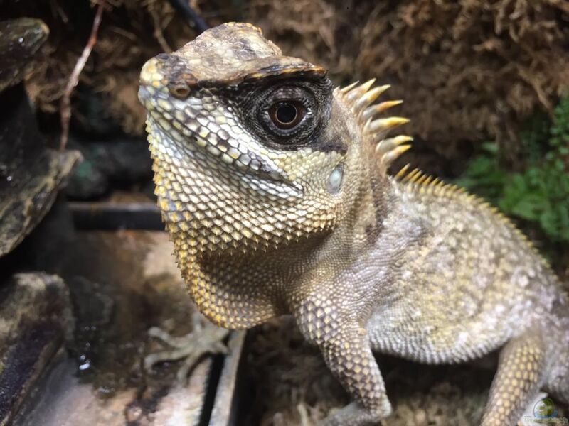 Acanthosaura capra im Terrarium halten (Einrichtungsbeispiele für Hornkopfagame)