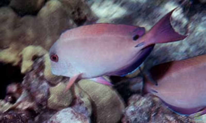 Acanthurus nigrofuscus im Aquarium halten (Einrichtungsbeispiele für Goldtupfen-Doktorfisch)