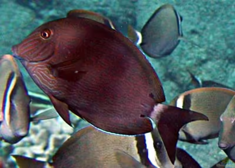Acanthurus nigroris im Aquarium halten (Einrichtungsbeispiele für Graukopf-Doktor)