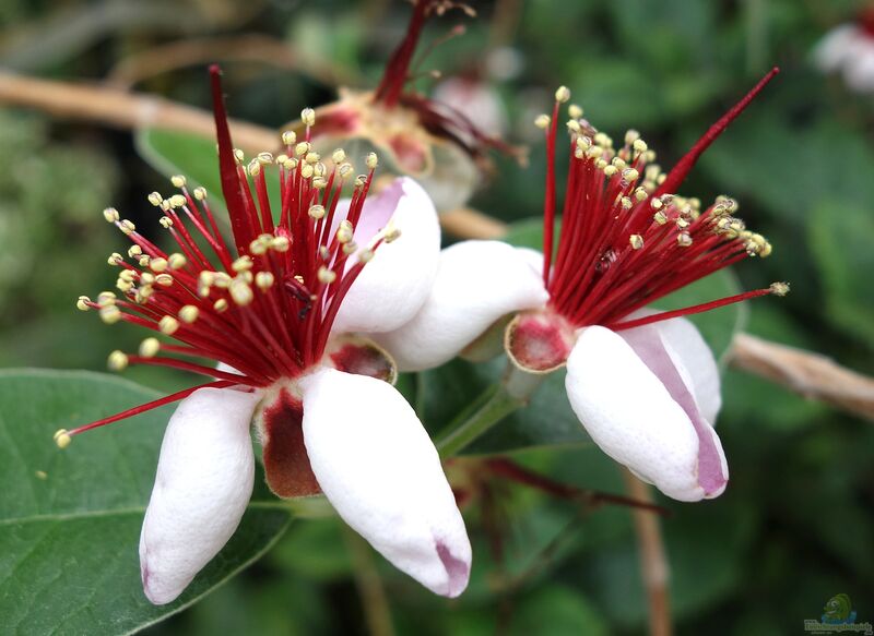 Acca sellowiana im Garten pflanzen (Einrichtungsbeispiele mit Brasilianische Guave)