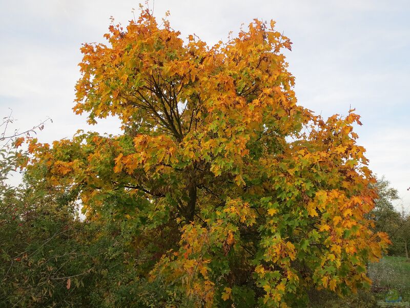 Acer campestre im Garten pflanzen (Einrichtungsbeispiele mit Feldahorn)