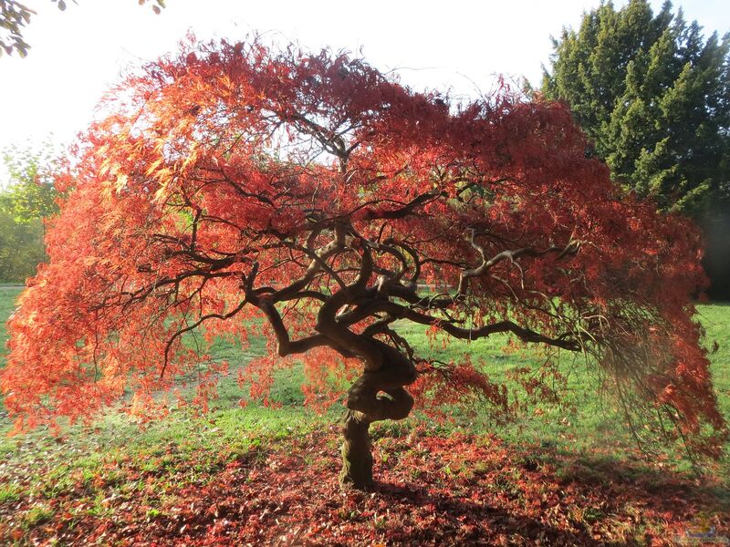 Acer palmatum im Garten pflanzen (Einrichtungsbeispiele mit Fächerahorn)