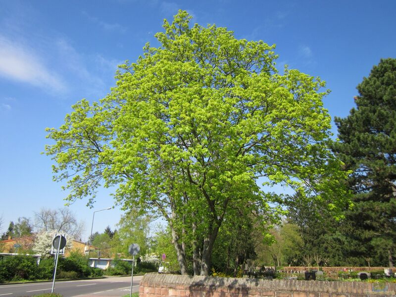 Acer platanoides im Garten pflanzen (Einrichtungsbeispiele mit Spitz-Ahorn)