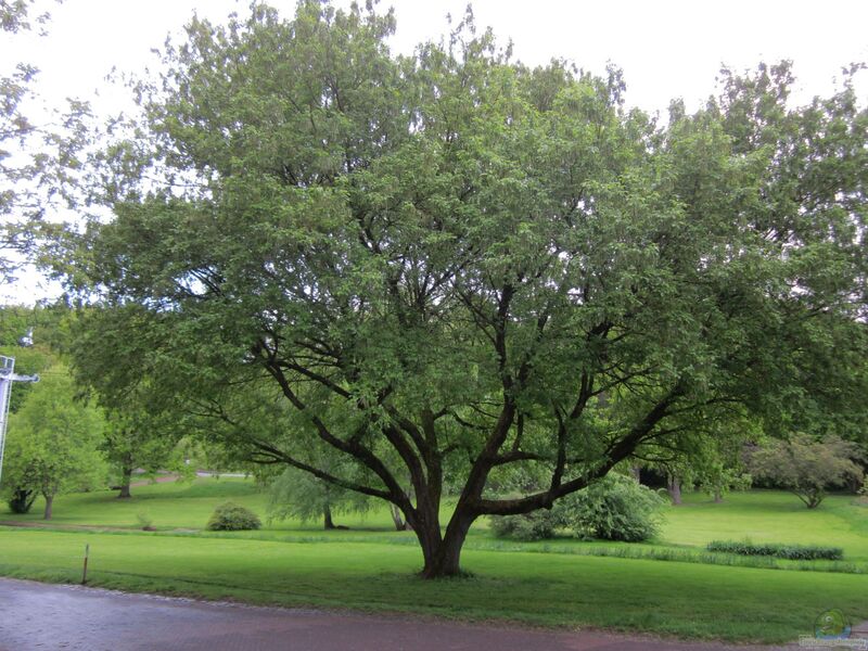 Acer pseudoplatanus im Garten pflanzen (Einrichtungsbeispiele mit Berg-Ahorn)