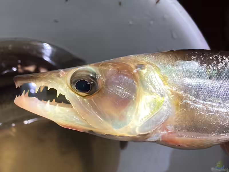 Acestrorhynchus heterolepis im Aquarium halten (Einrichtungsbeispiele für Acestrorhynchus heterolepis)