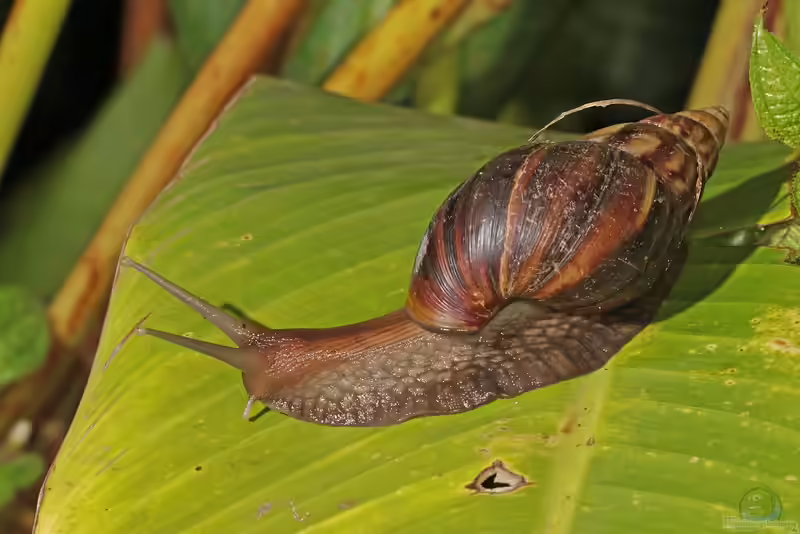 Achatina fulica im Terrarium halten (Einrichtungsbeispiele für Große Achatschnecken)