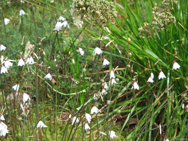 Acis autumnalis im Garten pflanzen (Einrichtungsbeispiele mit Herbst-Knotenblume)