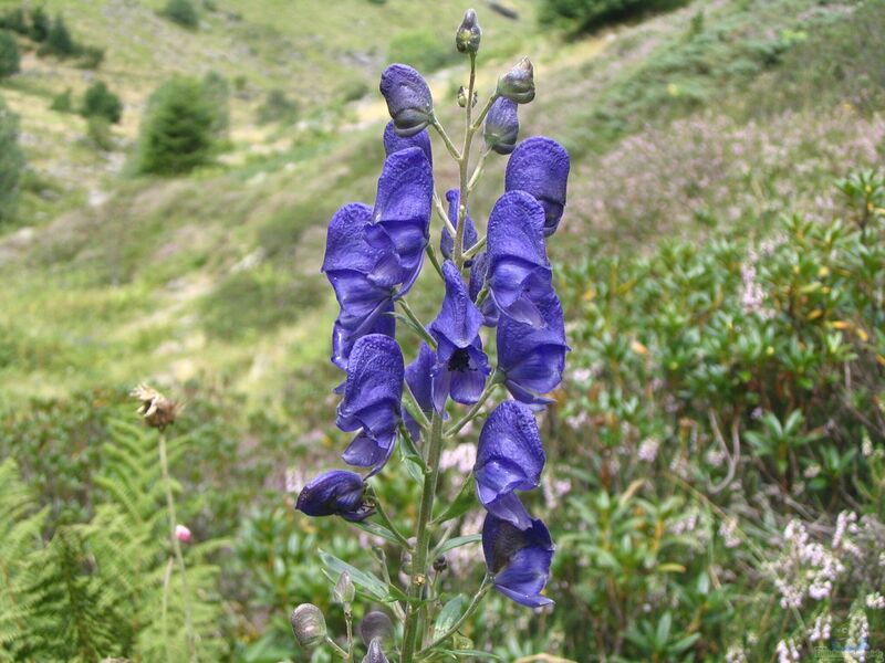 Aconitum napellus im Garten pflanzen (Einrichtungsbeispiele mit Blauer Eisenhut)