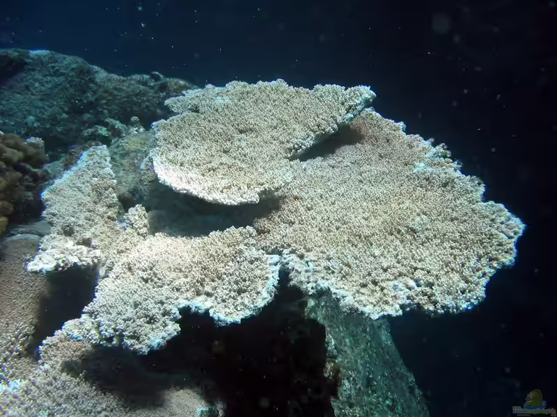 Acropora cytherea im Aquarium halten (Einrichtungsbeispiele für Kleinpolypige Steinkoralle)