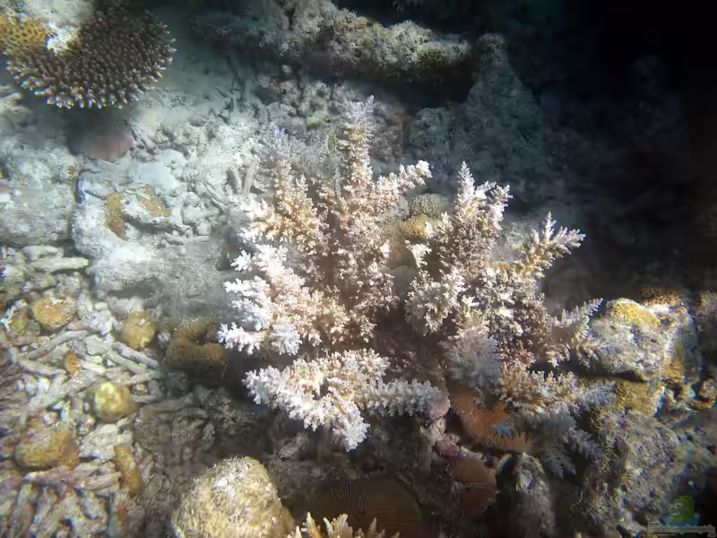 Acropora echinata im Aquarium halten (Einrichtungsbeispiele für Kleinpolypige Steinkoralle)