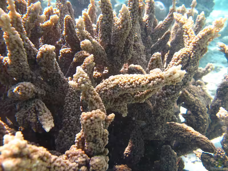 Acropora hemprichii im Aquarium halten (Einrichtungsbeispiele für Kleinpolypige Steinkoralle)