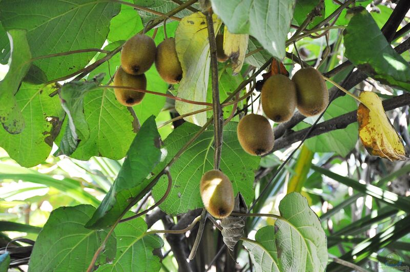 Actinidia deliciosa im Garten pflanzen (Einrichtungsbeispiele mit Kiwi)