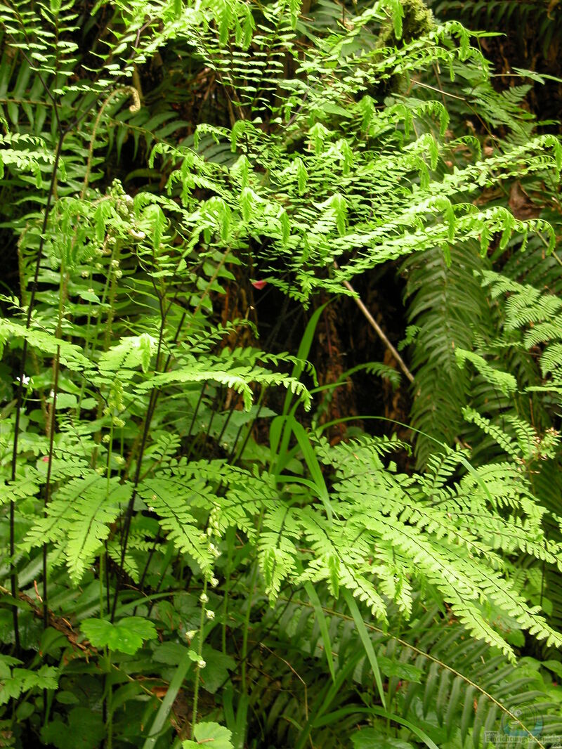 Adiantum pedatum im Garten pflanzen (Einrichtungsbeispiele mit Frauenhaarfarn)