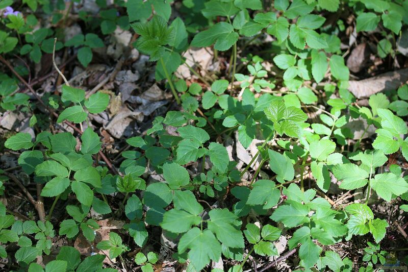 Aegopodium podagraria im Garten pflanzen (Einrichtungsbeispiele mit Giersch)