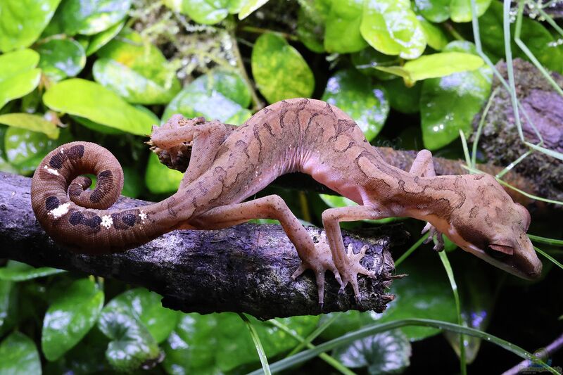 Aeluroscalabotes felinus im Terrarium halten (Einrichtungsbeispiele mit Katzengeckos)