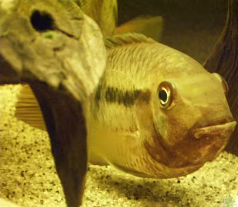 Aquarien mit Aequidens tetramerus (Sattelfleck-Cichlide)