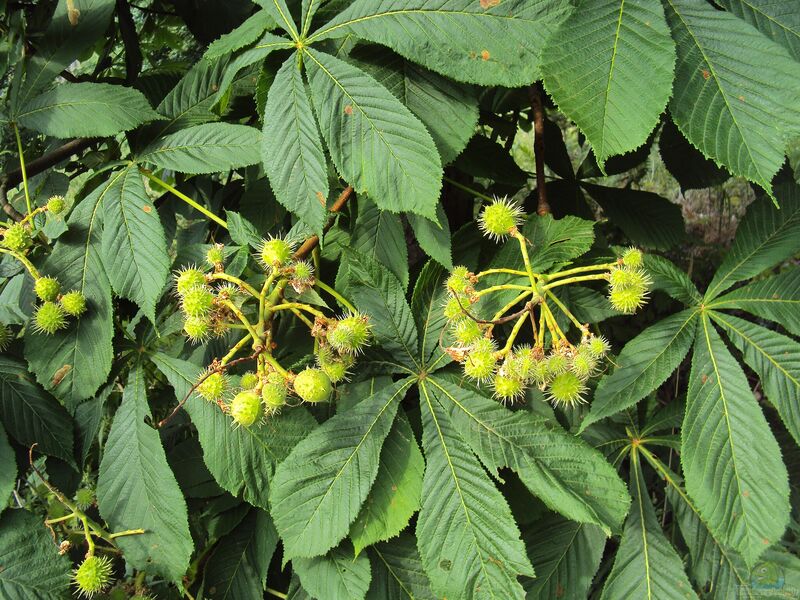 Aesculus hippocastanum im Garten pflanzen (Einrichtungsbeispiele mit Rosskastanie)