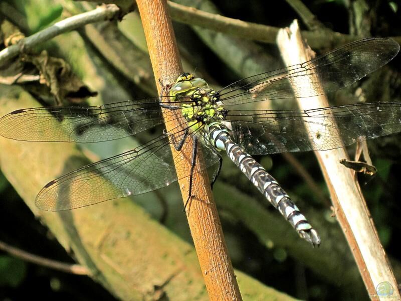 Aeshna cyanea im Garten (Einrichtungsbeispiele mit Blaugrüne Mosaikjungfer)