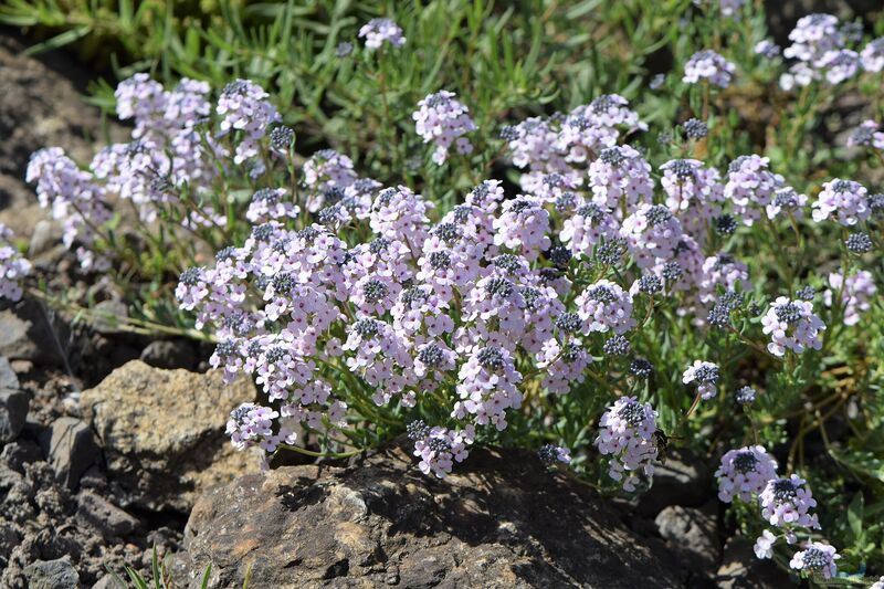 Aethionema armenum im Garten pflanzen (Einrichtungsbeispiele mit Steintäschel)