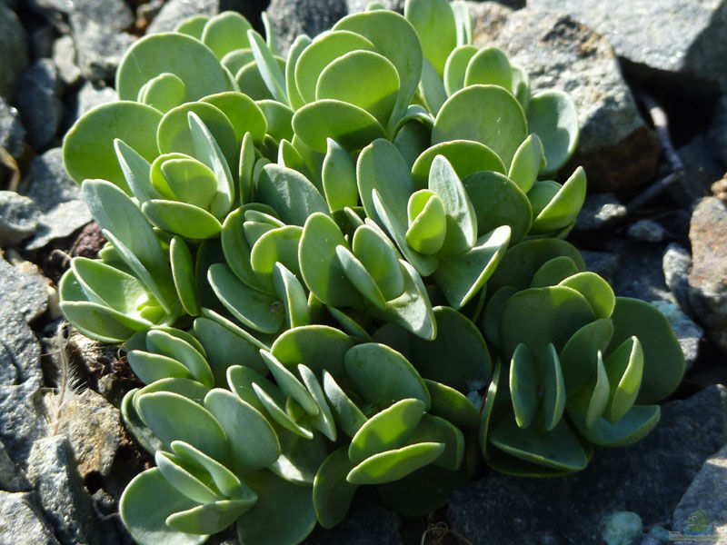 Aethionema oppositifolium im Garten pflanzen (Einrichtungsbeispiele mit Gegenblättriges Steintäschel)