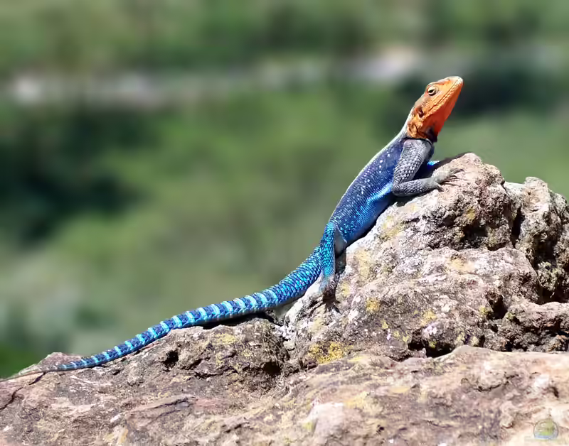 Agama lionotus im Terrarium halten (Einrichtungsbeispiele für Blaue Siedleragamen)
