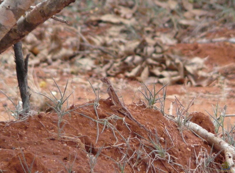 Agama persimilis im Terrarium halten (Einrichtungsbeispiele für Kenianische Felsagame)