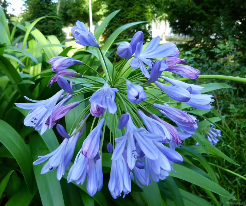 Agapanthus africanus im Garten pflanzen (Einrichtungsbeispiele mit Afrikanische Schmucklilie)