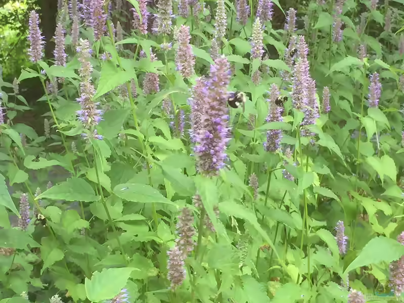 Agastache foeniculum im Garten pflanzen (Einrichtungsbeispiele mit Anis-Duftnessel)