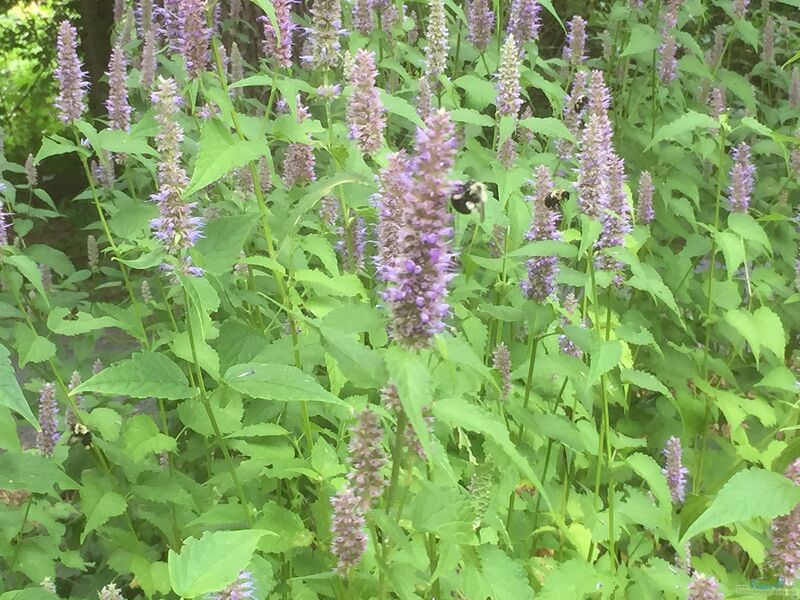 Agastache foeniculum im Garten pflanzen (Einrichtungsbeispiele mit Anis-Duftnessel)