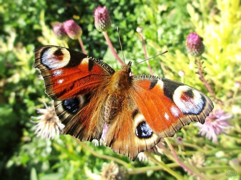 Aglais io im Garten (Einrichtungsbeispiele mit cn)