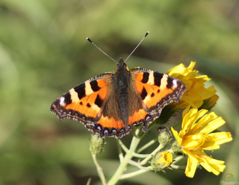 Aglais urticae im Garten (Einrichtungsbeispiele mit Kleiner Fuchs)