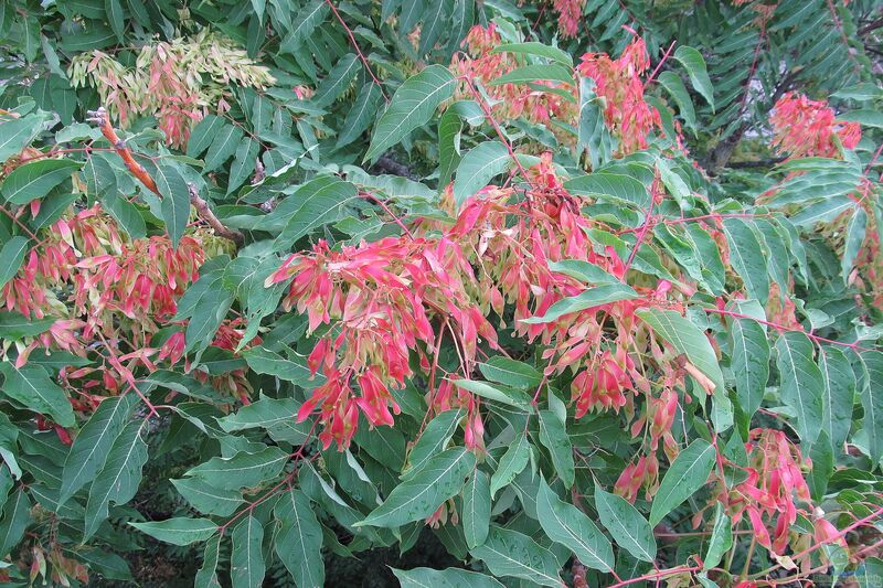 Ailanthus altissima im Garten pflanzen (Einrichtungsbeispiele mit Götterbaum)