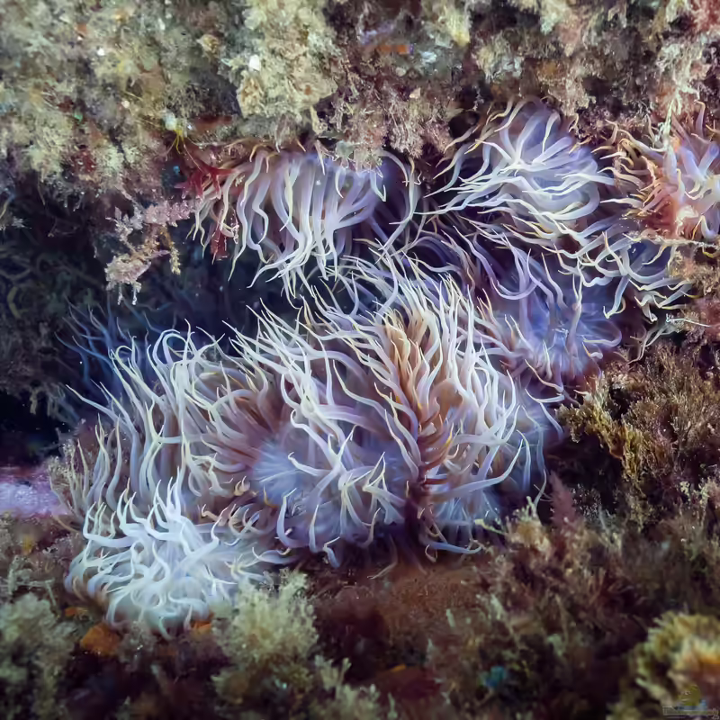 Aiptasia couchii im Aquarium halten (Einrichtungsbeispiele für Glasrose)