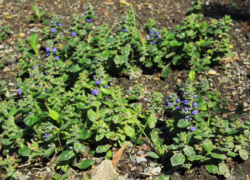 Ajuga reptans im Garten pflanzen (Einrichtungsbeispiele mit Kriechender Günsel)