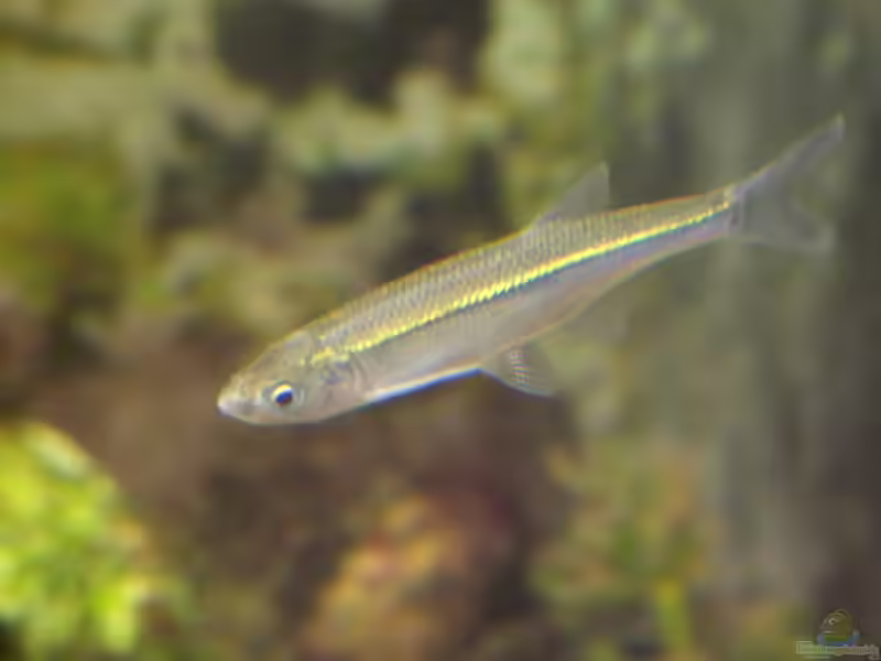 Alburnus alburnus im Teich halten (Einrichtungsbeispiele für Laube)