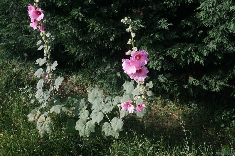 Alcea rosea im Garten pflanzen (Einrichtungsbeispiele mit Gewöhnliche Stockrose)