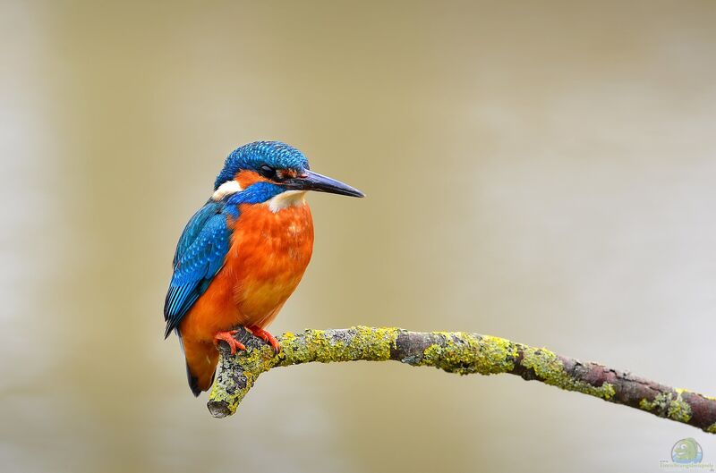 Alcedo atthis im Garten (Einrichtungsbeispiele mit Eisvogel)