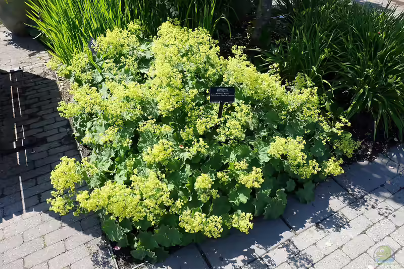 Alchemilla mollis im Garten pflanzen (Einrichtungsbeispiele mit Weicher Frauenmantel)